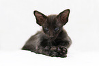Oriental Shorthair