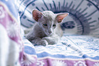 Oriental Shorthair