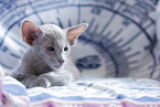 Oriental Shorthair
