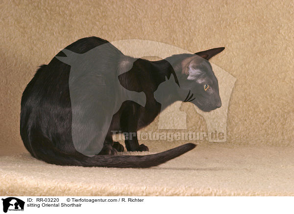 sitzende Orientalische Kurzhaar / sitting Oriental Shorthair / RR-03220