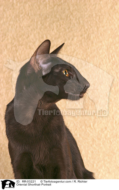 Oriental Shorthair Portrait / RR-03221