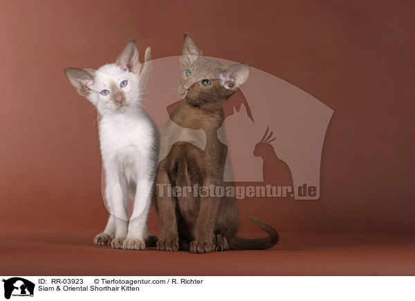 Siam & Oriental Shorthair Kitten / RR-03923