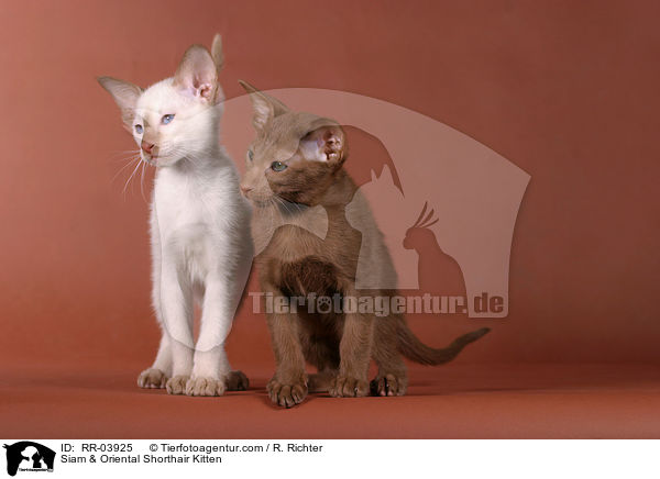 Siam & Oriental Shorthair Kitten / RR-03925