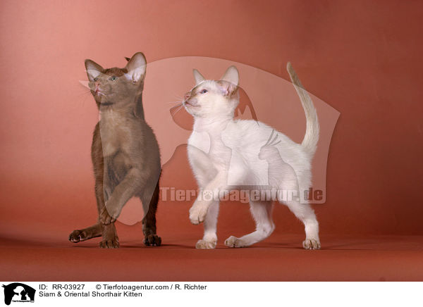Siam & Oriental Shorthair Kitten / RR-03927