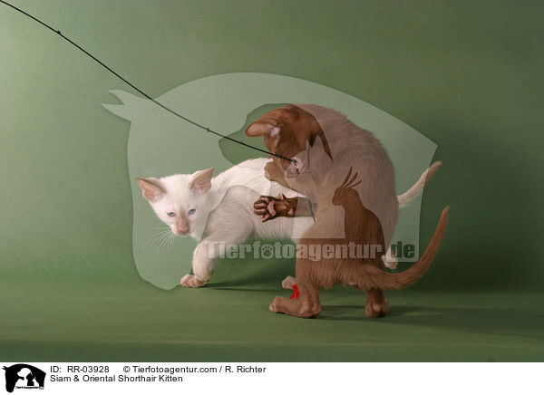 Siam & Oriental Shorthair Kitten / RR-03928