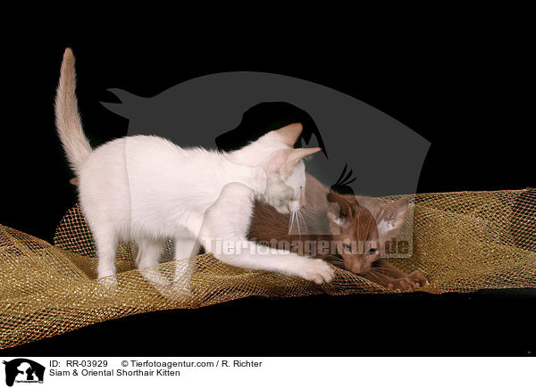 Siam & Orientalisch Kurzhaar Ktzchen / Siam & Oriental Shorthair Kitten / RR-03929