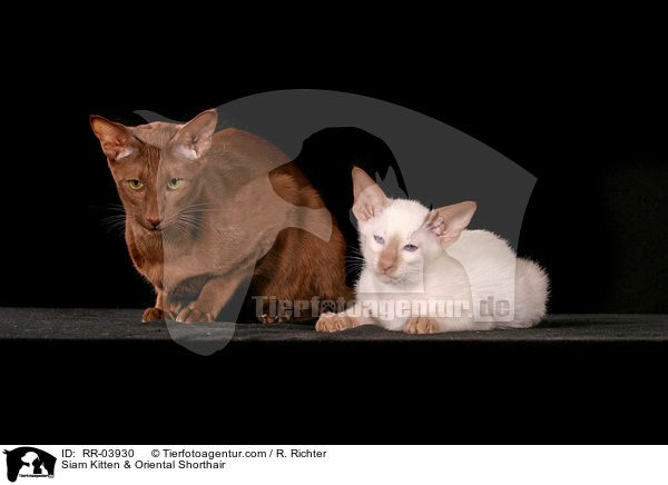 Siam Kitten & Oriental Shorthair / RR-03930