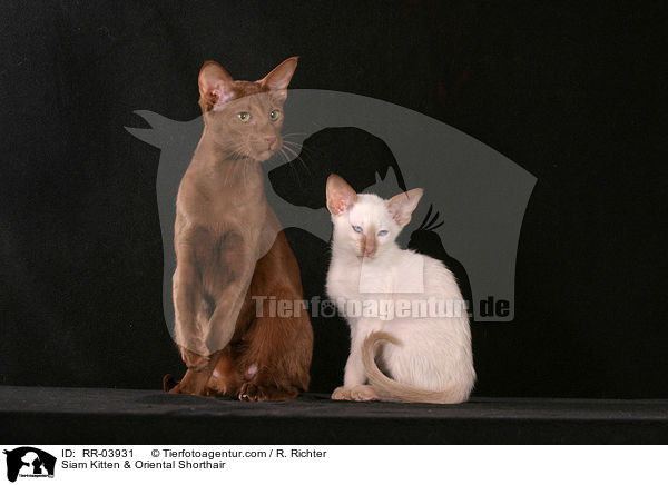 Siam Kitten & Oriental Shorthair / RR-03931