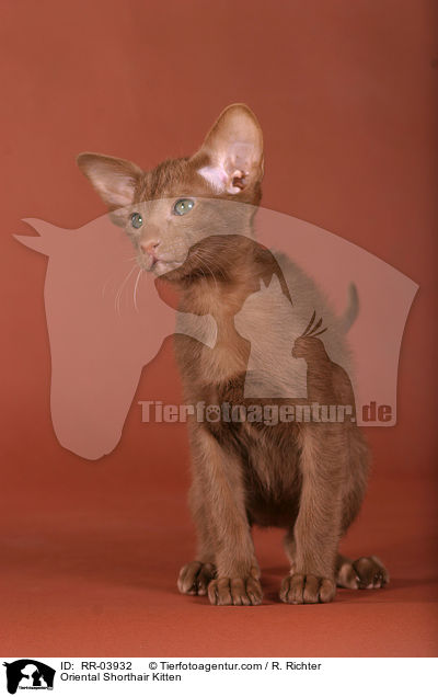 Oriental Shorthair Kitten / RR-03932