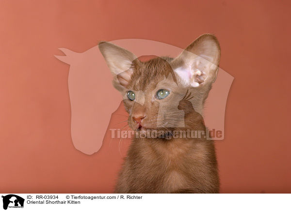 Orientalisch Kurzhaar Ktzchen / Oriental Shorthair Kitten / RR-03934