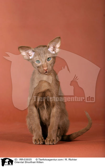 Orientalisch Kurzhaar Ktzchen / Oriental Shorthair Kitten / RR-03935