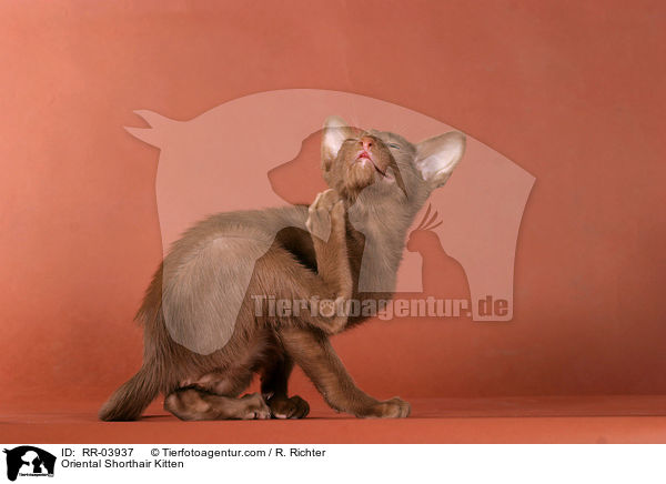 Orientalisch Kurzhaar Ktzchen / Oriental Shorthair Kitten / RR-03937