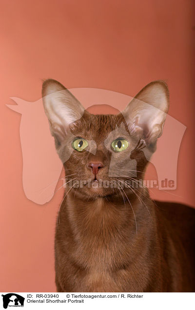 Orientalisch Kurzhaar Portrait / Oriental Shorthair Portrait / RR-03940