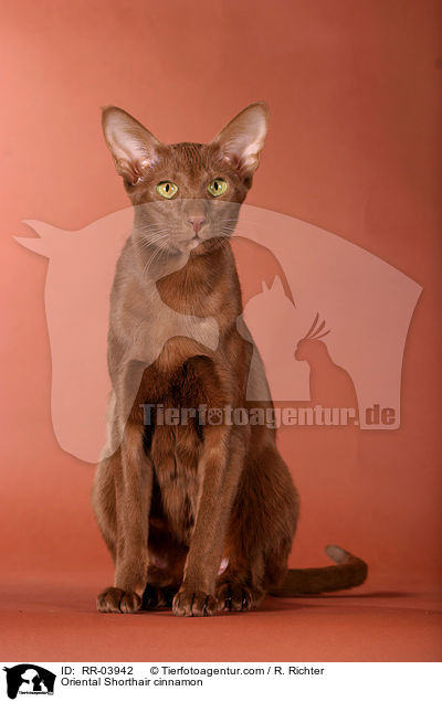 Orientalisch Kurzhaar / Oriental Shorthair cinnamon / RR-03942