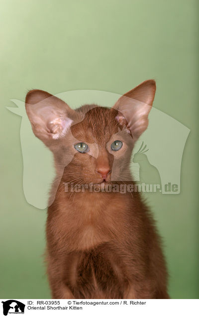 Orientalisch Kurzhaar Ktzchen / Oriental Shorthair Kitten / RR-03955