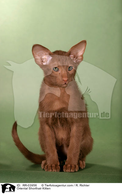 Orientalisch Kurzhaar Ktzchen / Oriental Shorthair Kitten / RR-03956