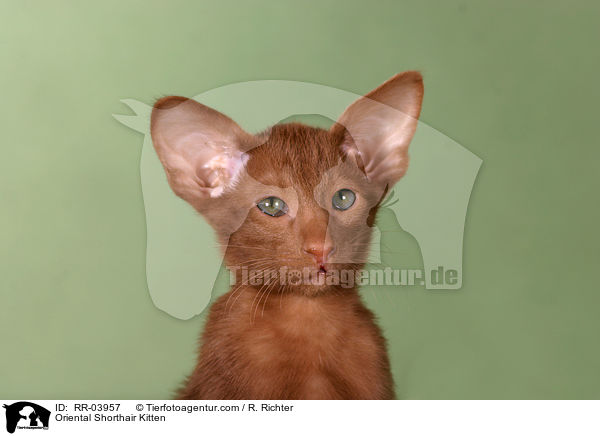Oriental Shorthair Kitten / RR-03957