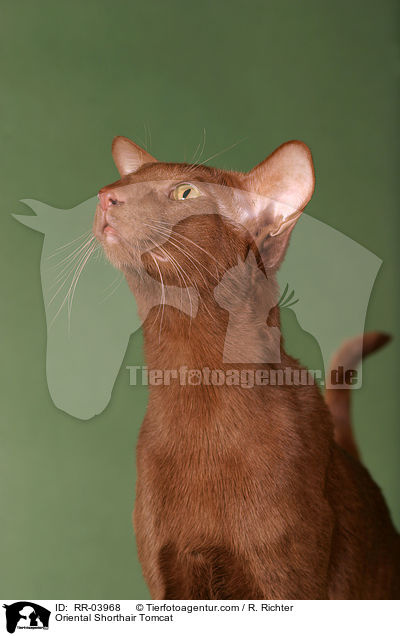 Orientalisch Kurzhaar Kater / Oriental Shorthair Tomcat / RR-03968