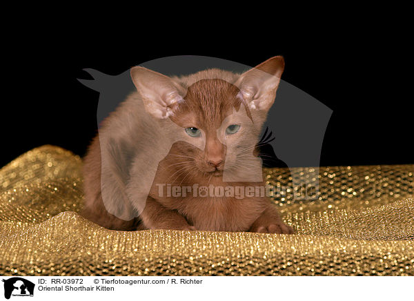 Oriental Shorthair Kitten / RR-03972