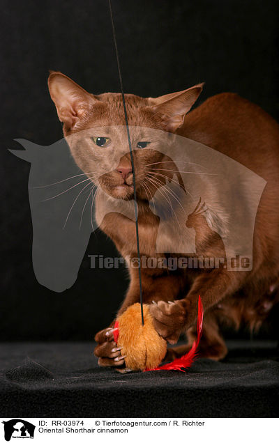 Orientalisch Kurzhaar / Oriental Shorthair cinnamon / RR-03974