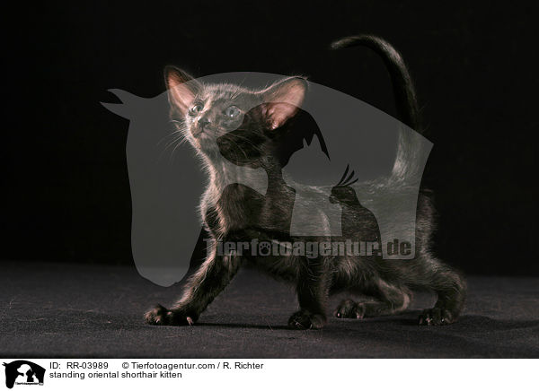 standing oriental shorthair kitten / RR-03989