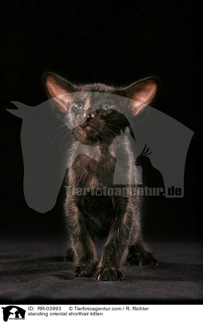 stehendes Orientalisch Kurzhaar Ktzchen / standing oriental shorthair kitten / RR-03993