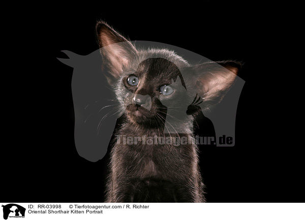 Oriental Shorthair Kitten Portrait / RR-03998