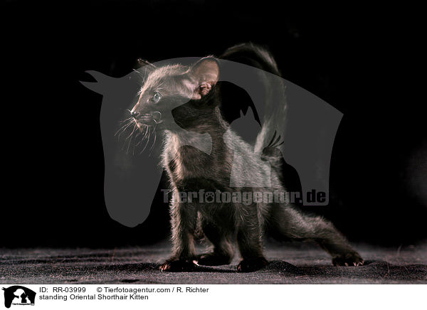 stehendes Orientalisch Kurzhaar Ktzchen / standing Oriental Shorthair Kitten / RR-03999