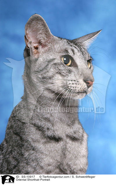 Oriental Shorthair Portrait / SS-10917