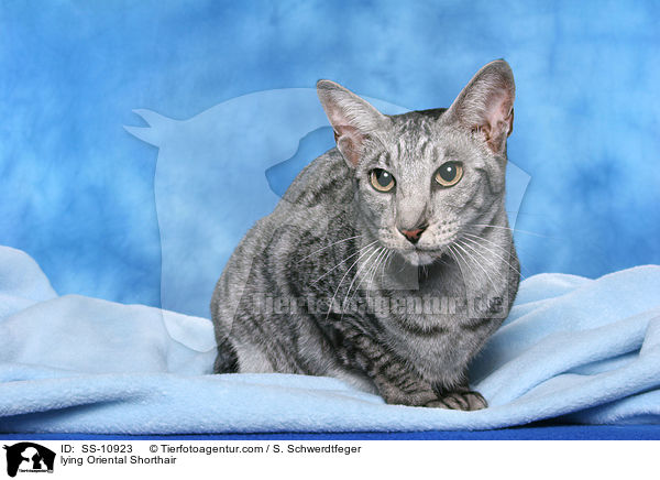 lying Oriental Shorthair / SS-10923