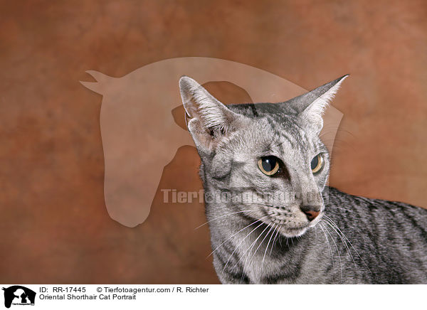 Oriental Shorthair Cat Portrait / RR-17445