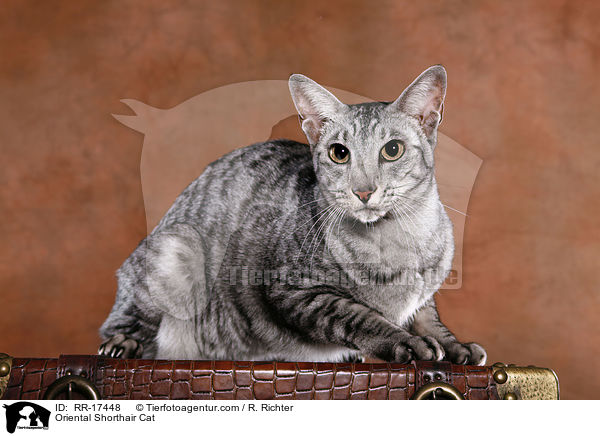 Oriental Shorthair Cat / RR-17448