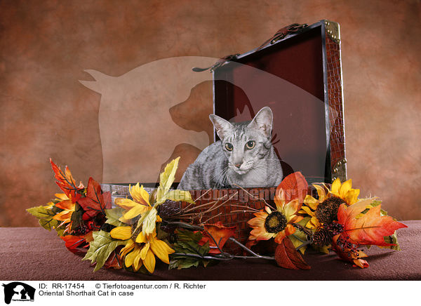 Orientalisch Kurzhaar sitzt im Koffer / Oriental Shorthait Cat in case / RR-17454