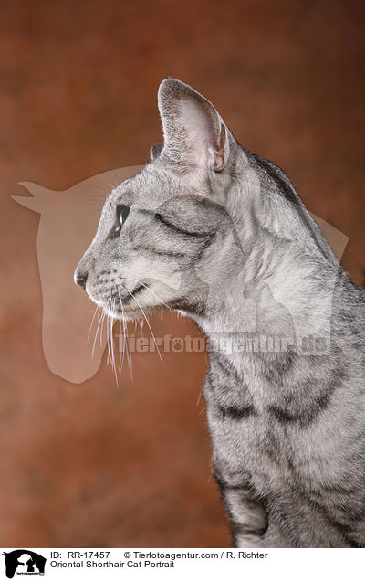 Oriental Shorthair Cat Portrait / RR-17457