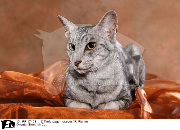 Oriental Shorthair Cat / RR-17463