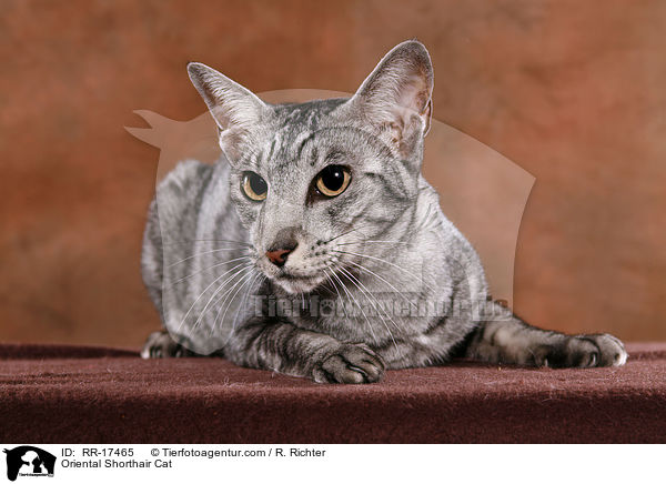 Oriental Shorthair Cat / RR-17465