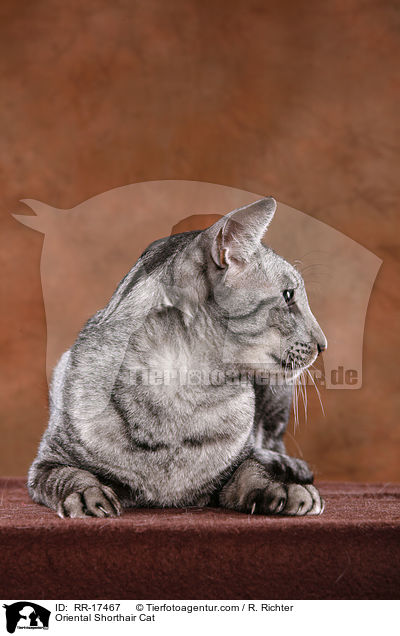 Oriental Shorthair Cat / RR-17467