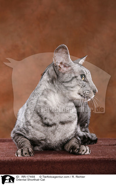 Oriental Shorthair Cat / RR-17468