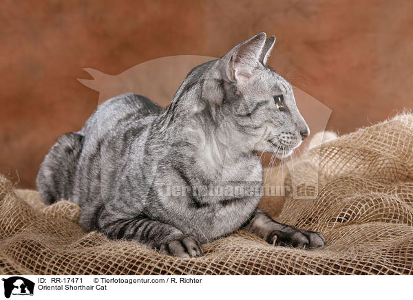 Oriental Shorthair Cat / RR-17471