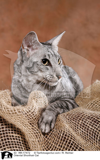 Oriental Shorthair Cat / RR-17472