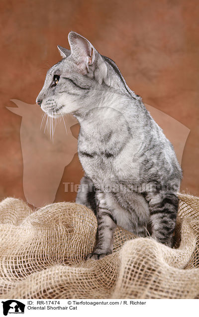 Oriental Shorthair Cat / RR-17474
