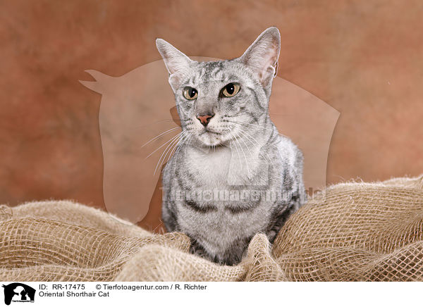 Oriental Shorthair Cat / RR-17475