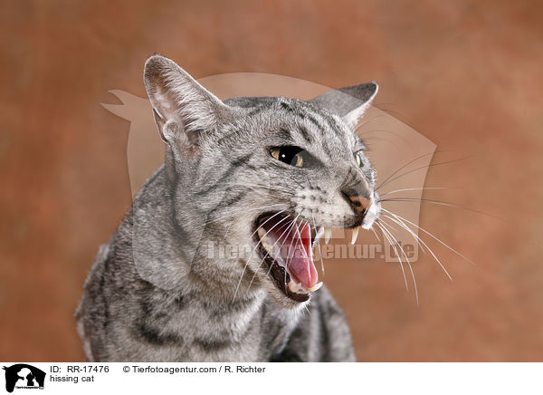 fauchende Katze / hissing cat / RR-17476