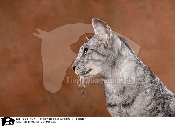 Oriental Shorthair Cat Portrait / RR-17477