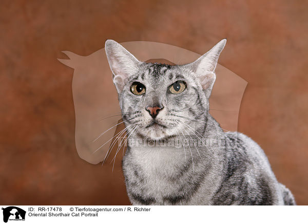 Oriental Shorthair Cat Portrait / RR-17478