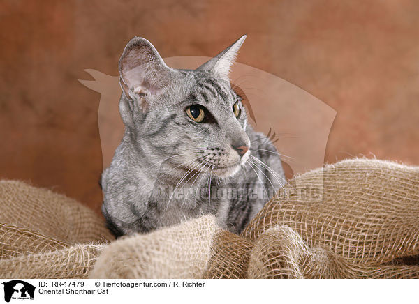 Oriental Shorthair Cat / RR-17479