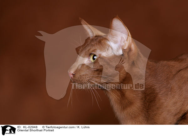 Oriental Shorthair Portrait / KL-02948