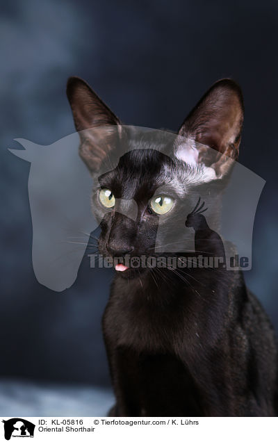 Orientalisch Kurzhaar / Oriental Shorthair / KL-05816