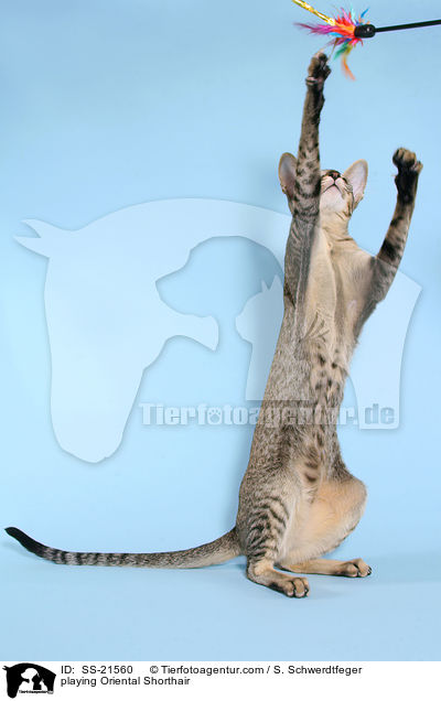 spielende Orientalisch Kurzhaar / playing Oriental Shorthair / SS-21560