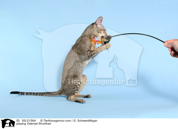 spielende Orientalisch Kurzhaar / playing Oriental Shorthair / SS-21564